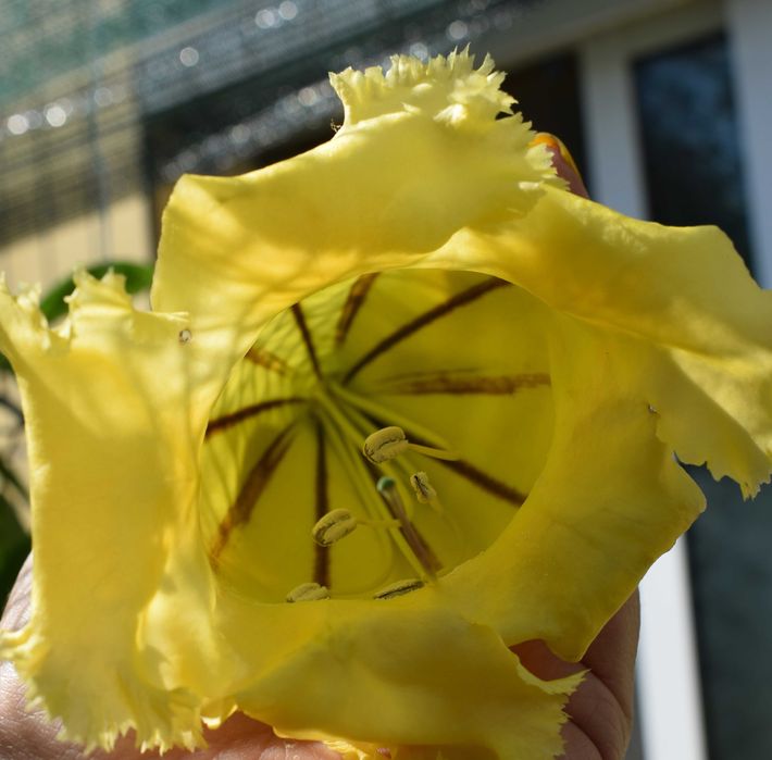 Solandra Grandiflora