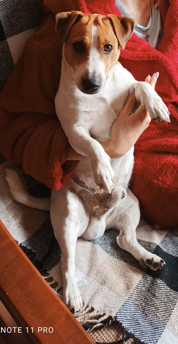 Вязка Джек Рассел терьер кобель