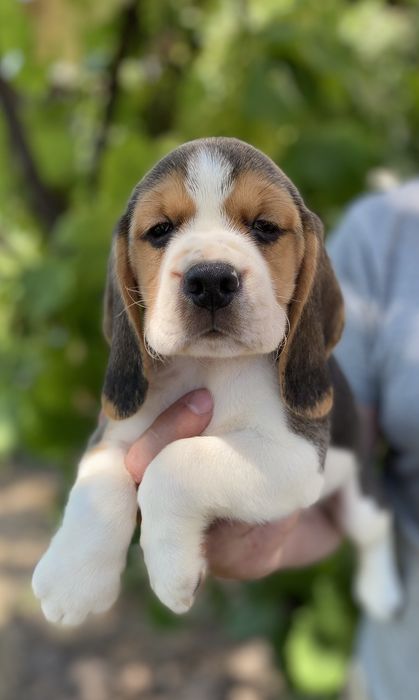 Цуценята Бігля з документами