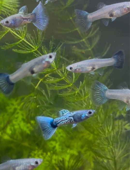 Casais Guppy Sky Blue