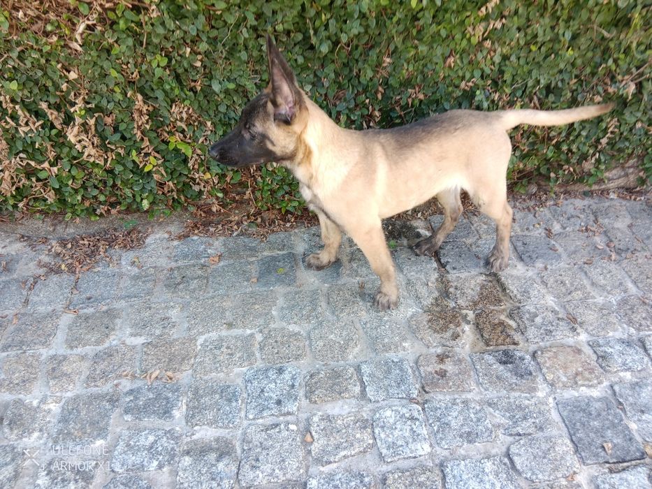 Pastor Belga Malinois fêmea
