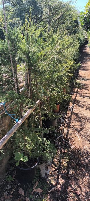 Arbustos de abrigo ou vedação