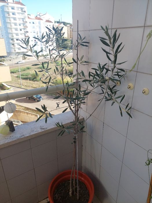 Oliveira (Olea europea)