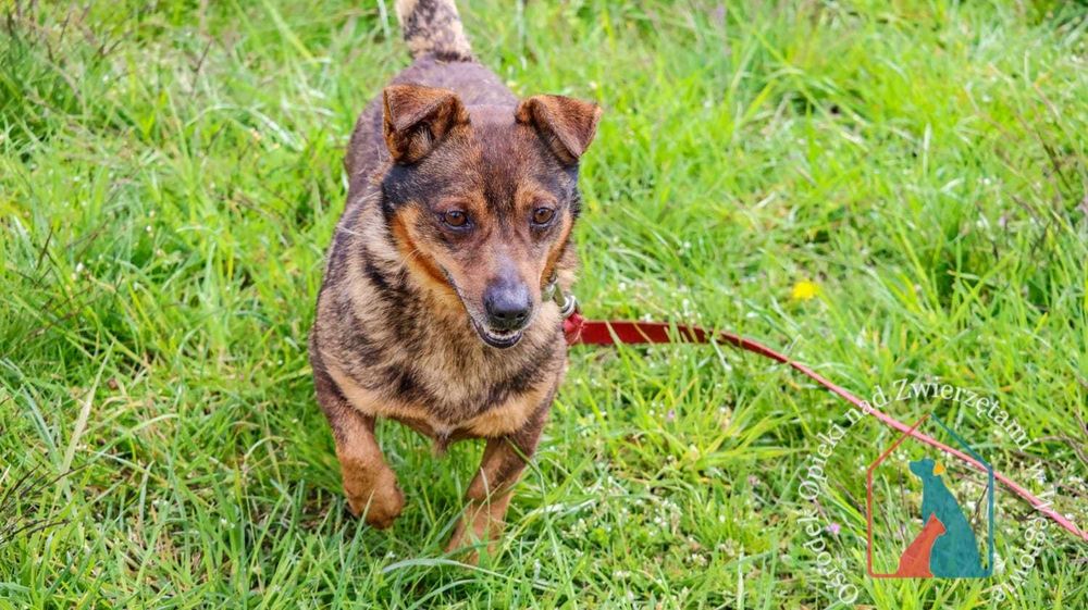 Waży tylko 9 kg i ma bardzo fajny charakter - adoptuj pupila