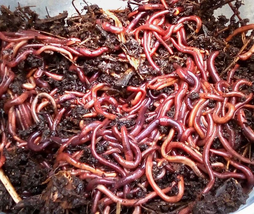 Kit + de 1500 Minhocas Californianas (Eisenia foetida) + ovos