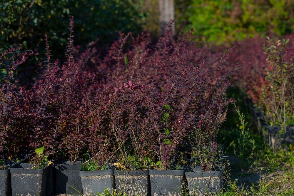 Berberys Thunberga odm. Czerwonolistna 20-30 cm, donica 3l