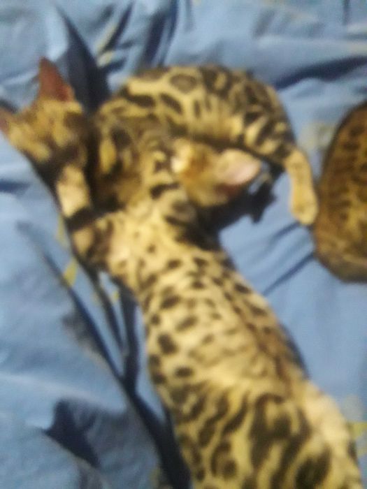 Котенята бенгали