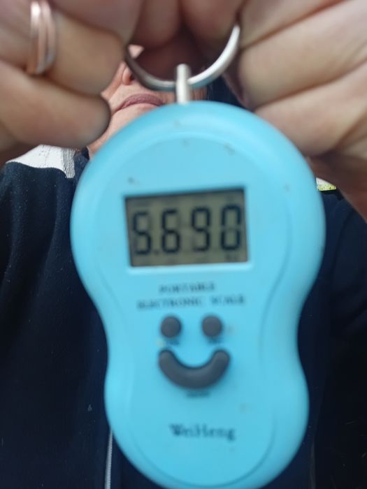 Кролі сірий великан