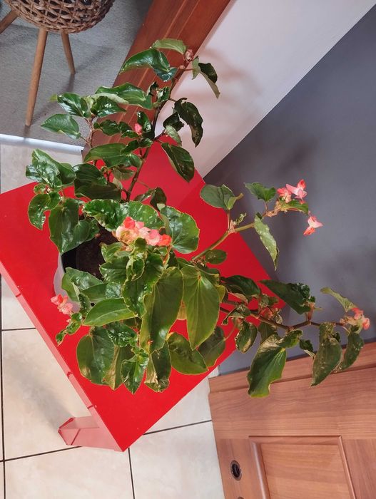 Begonia. Roślina, kwiat.