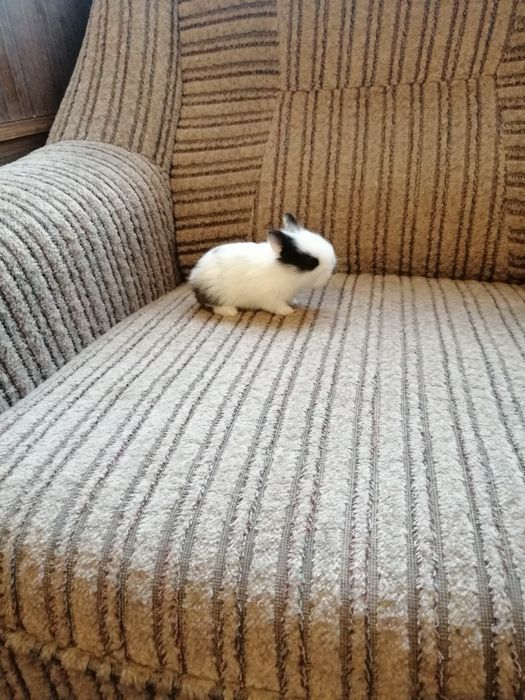 Króliczek karzełek Teddy, Hermelin