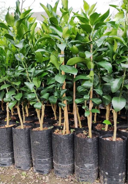 Citrinos Enxertados (Limoeiros, Laranjeiras