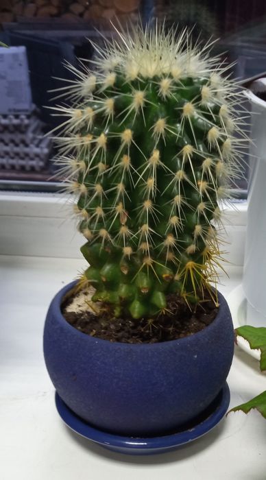 Бегония. Кактус.