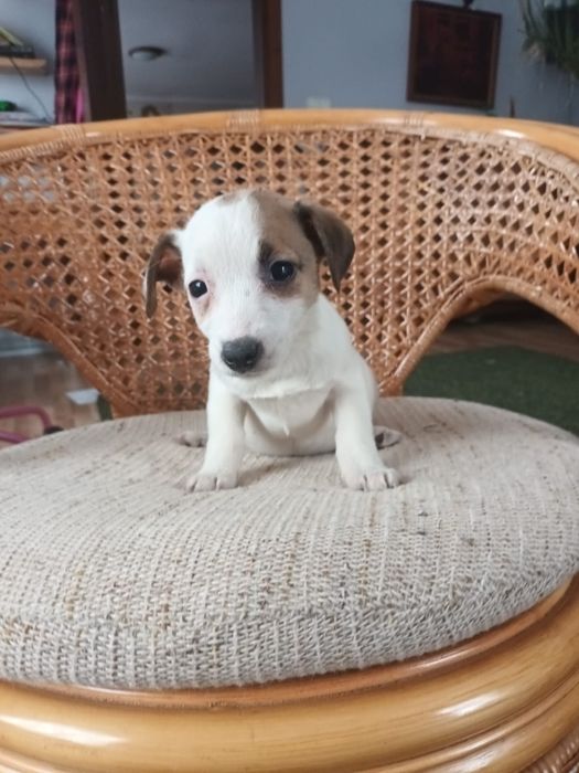 Jack Russell Terrier