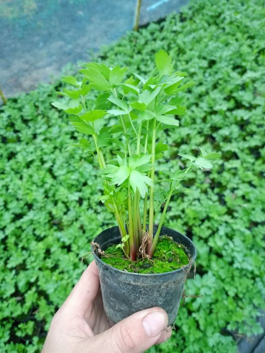 Lubczyk sadzonki magi w doniczce 9cm żywe rośliny