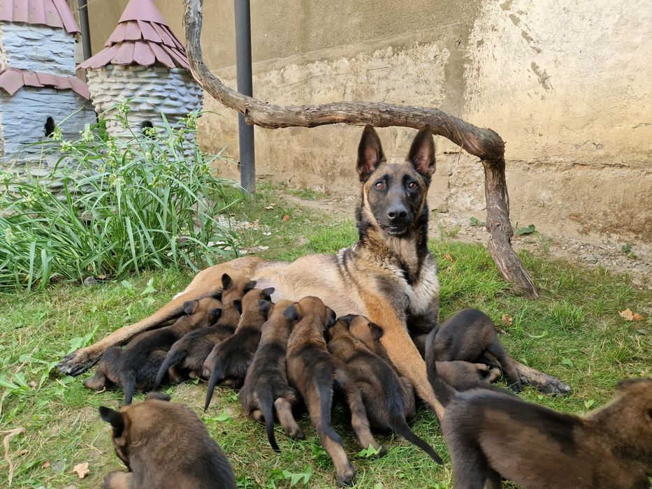 Щенята бельгійської вівчарки