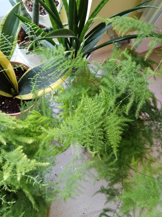 продам хлорофитум бонни океан