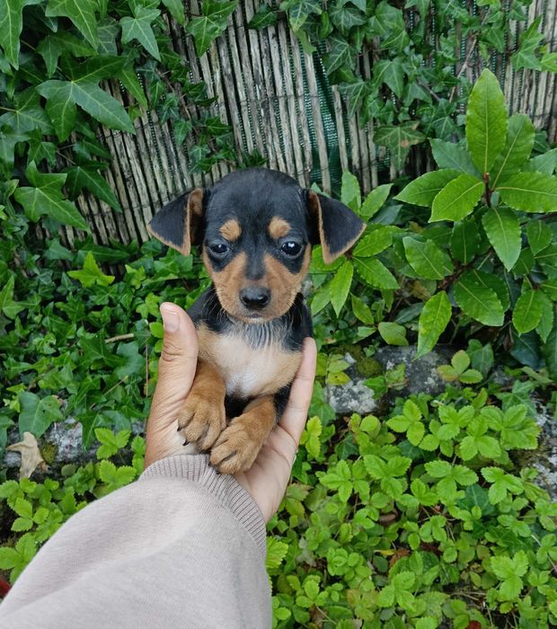 Pinscher macho belíssimo