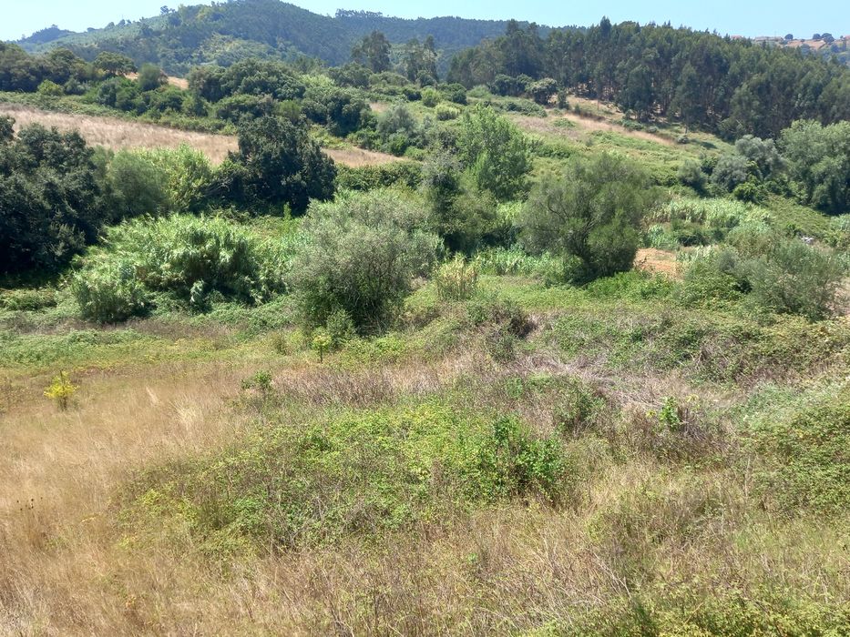 Limpeza de terrenos  e abates de árvores
