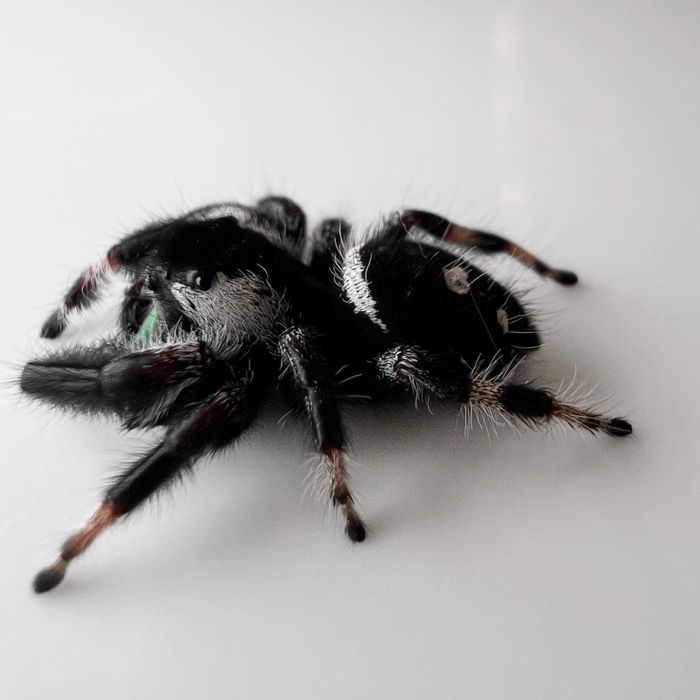 Skakun królewski (Phidippus Regius) Samiec Bahama White