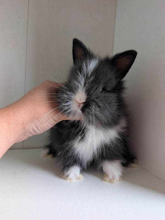 Królik miniaturka, królik mini lop