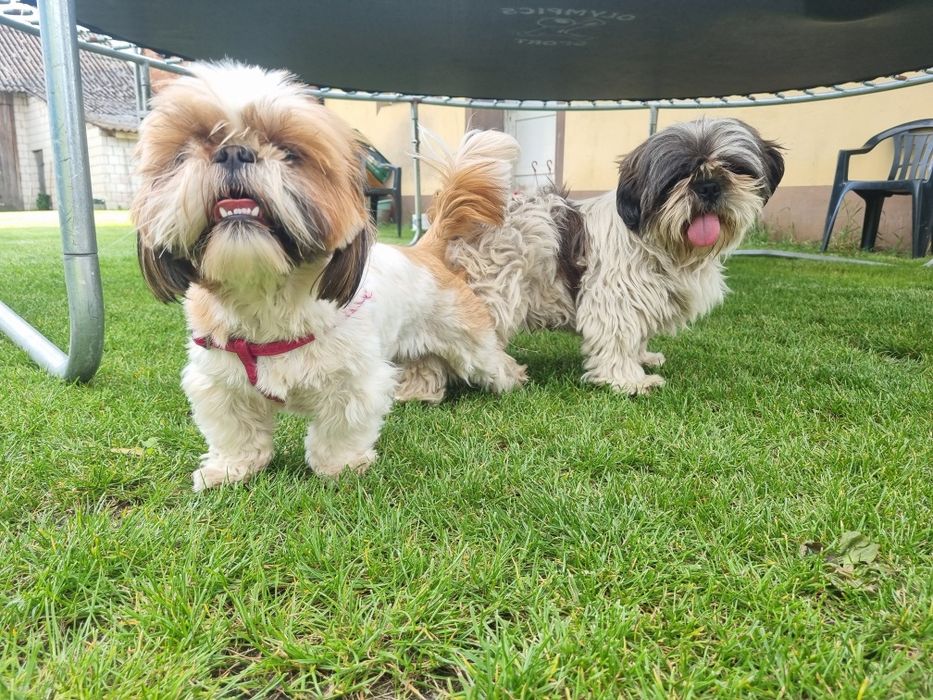 Shih tzu piesek 3 lata