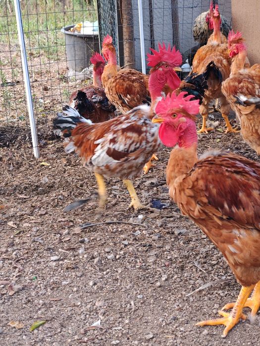 Frangos do campo