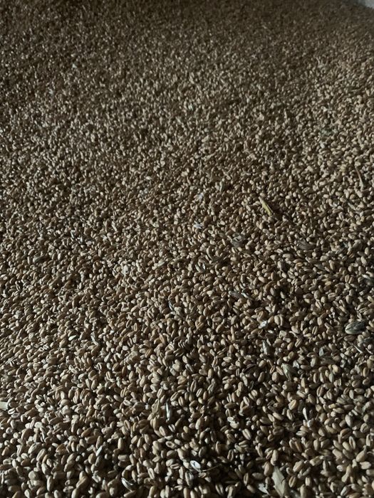 Pszenica, pszenzyto dla kur, golebi