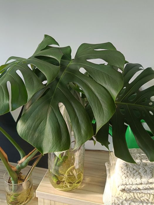 Monstera, bardzo duże liście