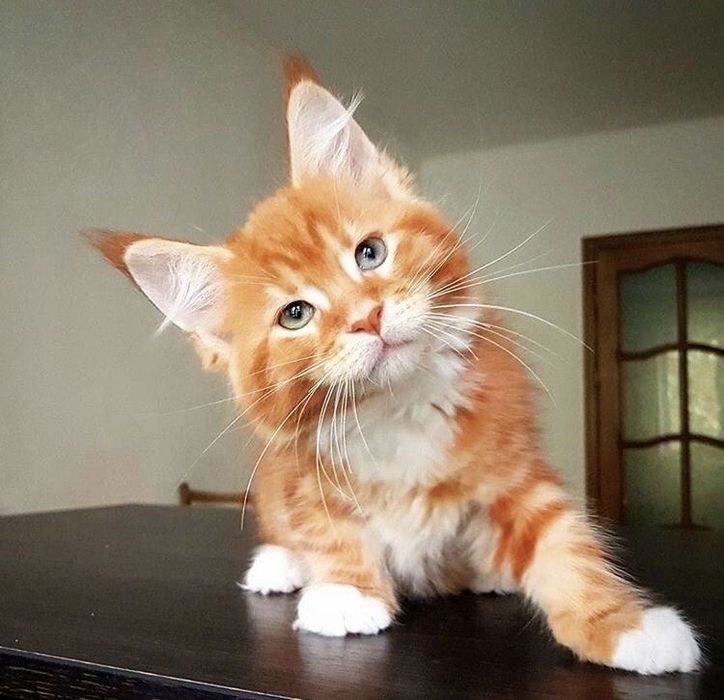 Ваш будующий верный друг: Игровые и ласковые Мейн-куны ждут именно Вас