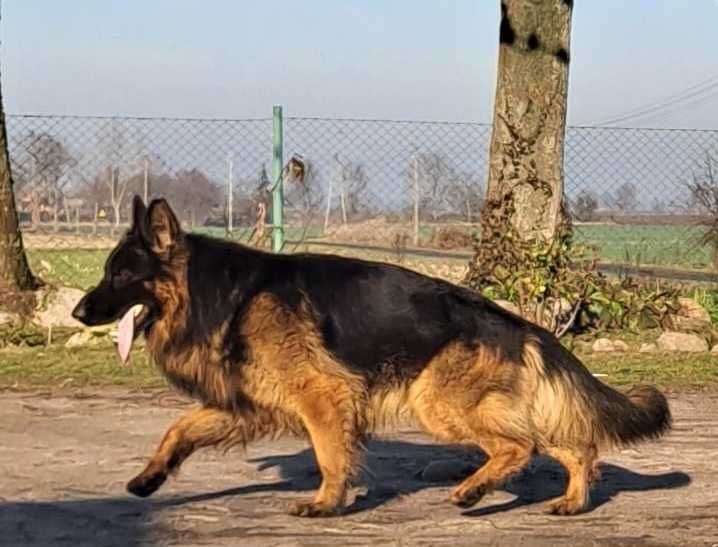 Owczarek Niemiecki Długowłosy - pies