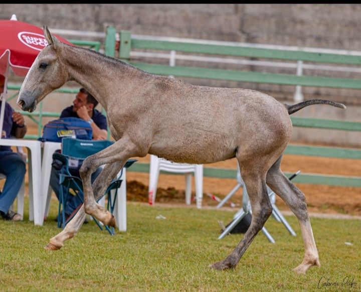 Troco poldros e/ou poldras Lusitanas por jeep