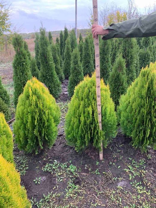 Туя східна ауреа нана