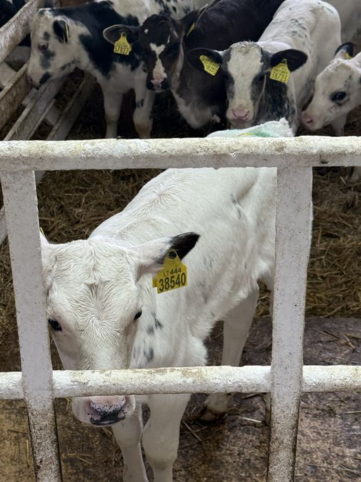 Sprzedam byczki oraz jalowki