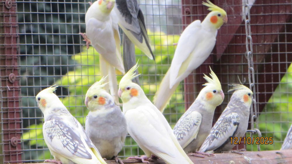 Sprzedam papugi Nimfy.