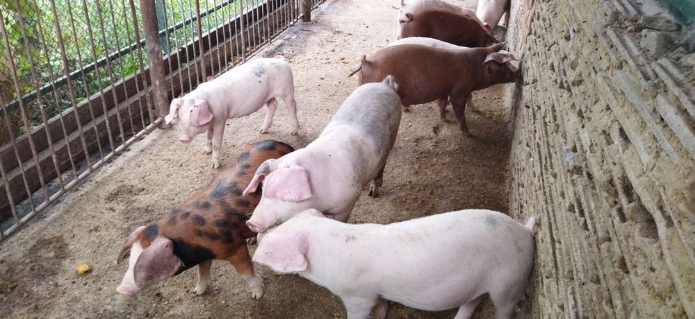 Продам поросята 3 місяці