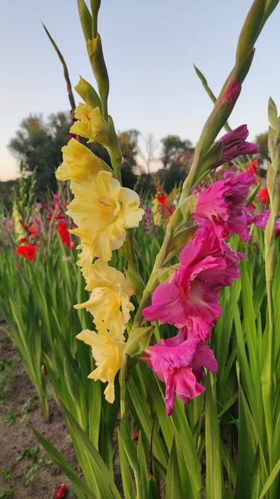 Гладиолусы сортовые,смесь сортов,