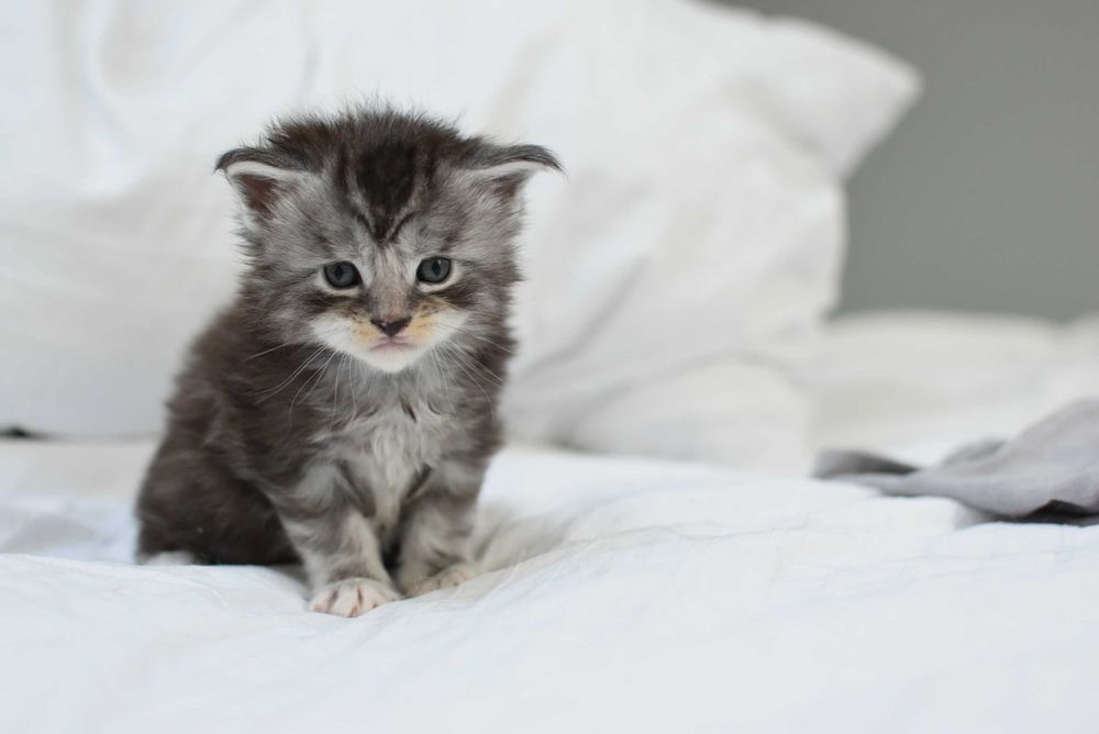 Maine Coon/Rodowód FPL