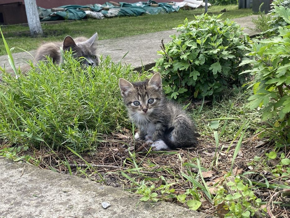 кошенятка в добрі руки ТЕРМІНОВО!!