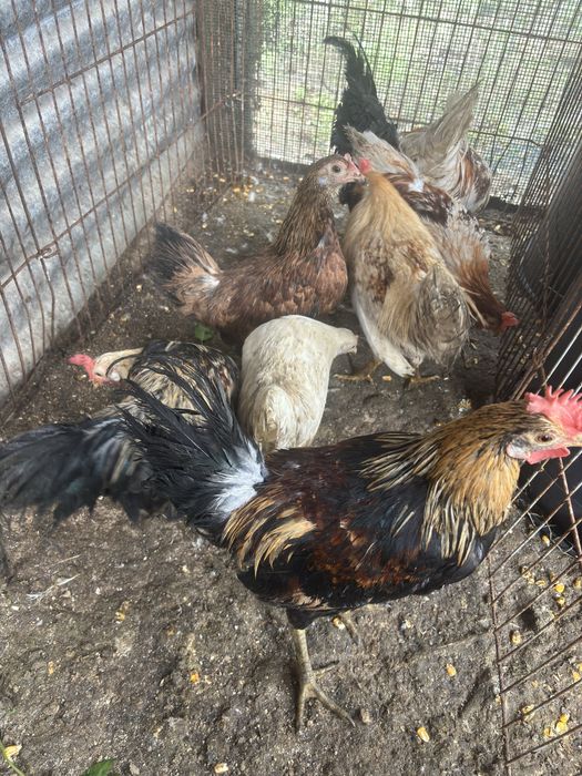 Vendo Galos da india