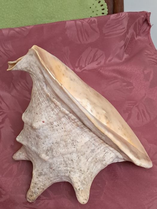 Enormes buzio africano - década de 60/70