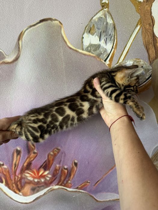 Бенгальские котята