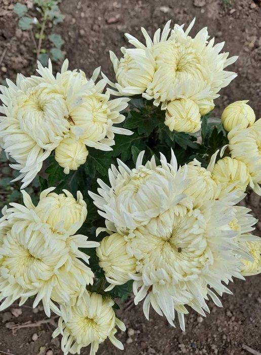 Хризантема залишки