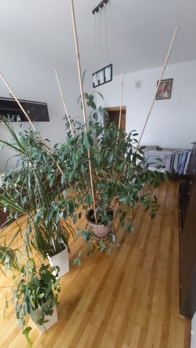 Potężny kwiat bonsai