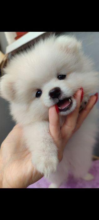 Щенок помернского шпица