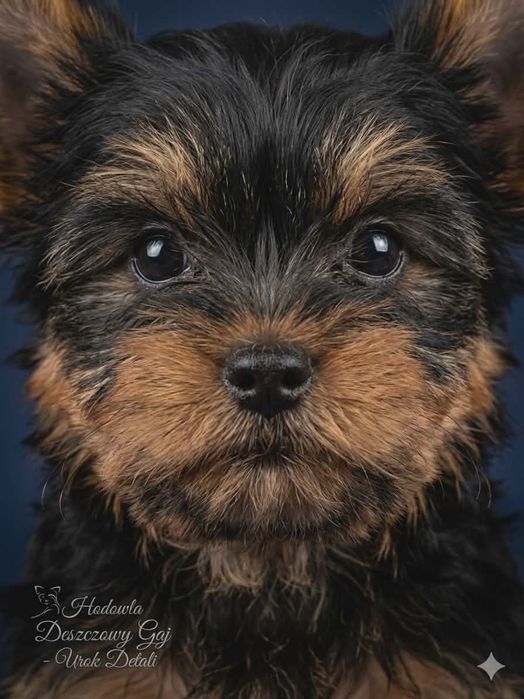 Uwaga słodycz przekracza normy !!!