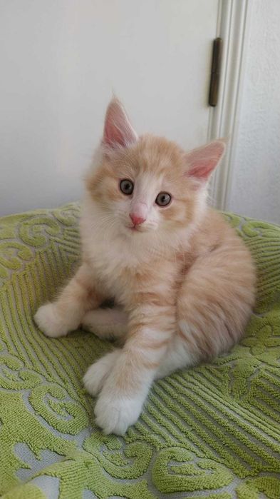 Gatinho Bosque da Noruega