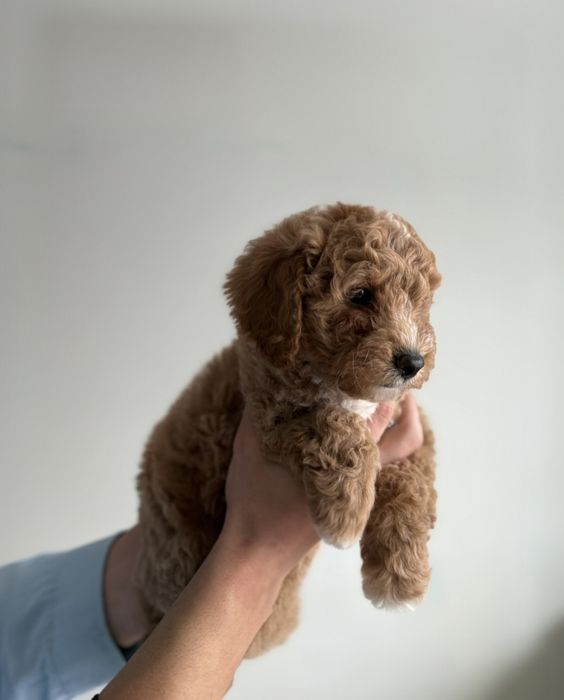 Терміново!!! Продаж міні мальтипу