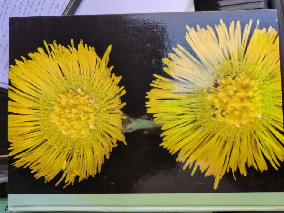 As plantas nossas amigas