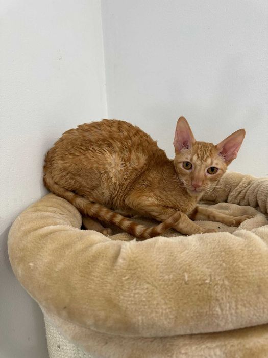 CORNISH REX - Dostępny kocurek o imieniu GANDALF Hodowla: MatiMalwa*PL