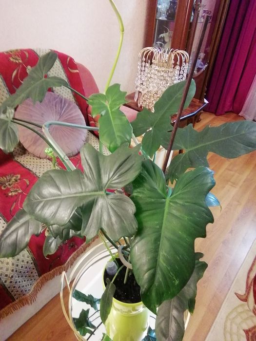 Продається філодендрон Лайм Фідл